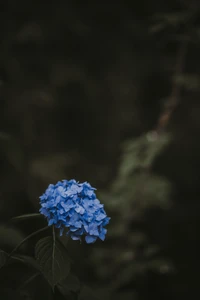 Primer plano de una flor de hortensia azul contra un fondo oscuro