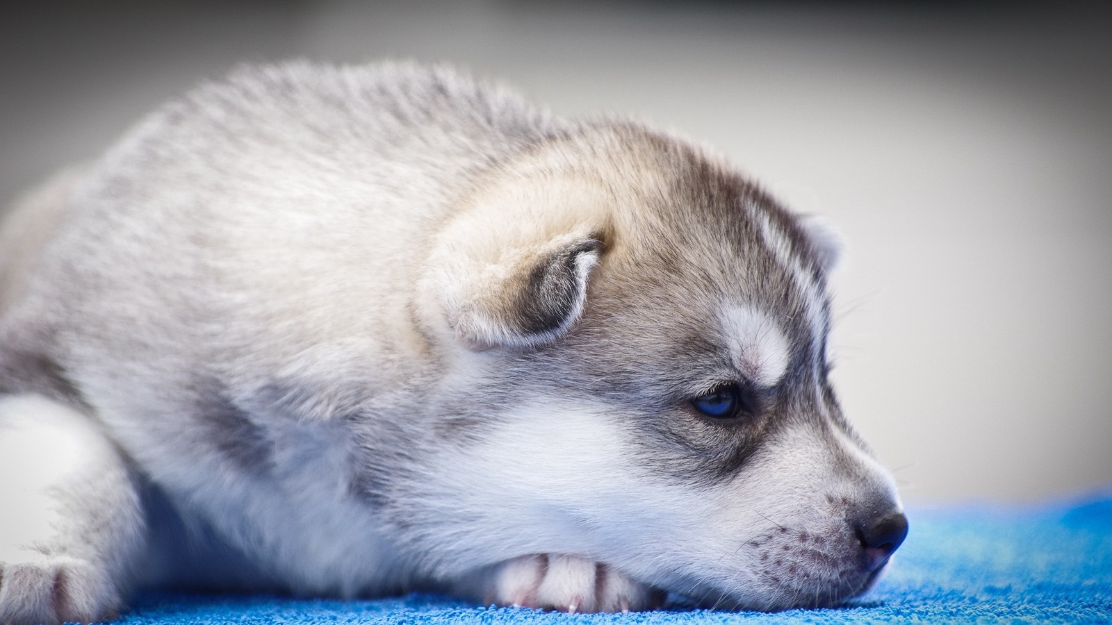 Un chiot charmant allongé sur une couverture bleue avec sa tête reposant sur le sol (husky de sakhaline, chien esquimau canadien, husky sibérien miniature, chien du groenland, chiot)