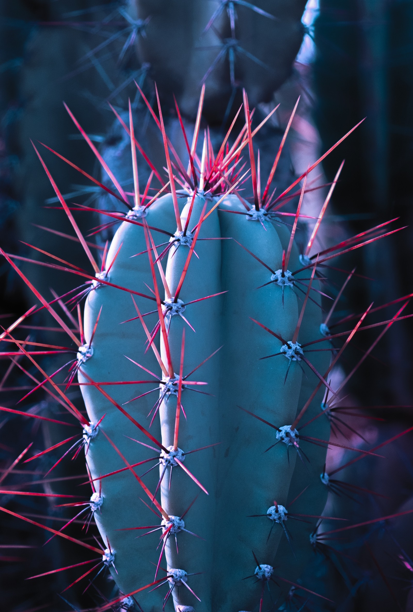 Arafed cactus with red spikes in a desert setting (cactus, succulent plant, close up, pattern, pink)