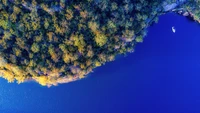 Aerial View of a Lush Forested Coastline with a Serene Blue Bay.