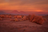 Brillo de la mañana sobre el paisaje desértico con montañas y plantas herbáceas