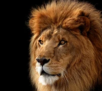 Majestic Lion with a Regal Mane Against a Dark Background