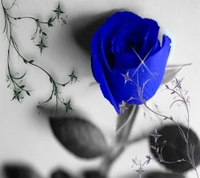 beauty, blue, cool, design, flower