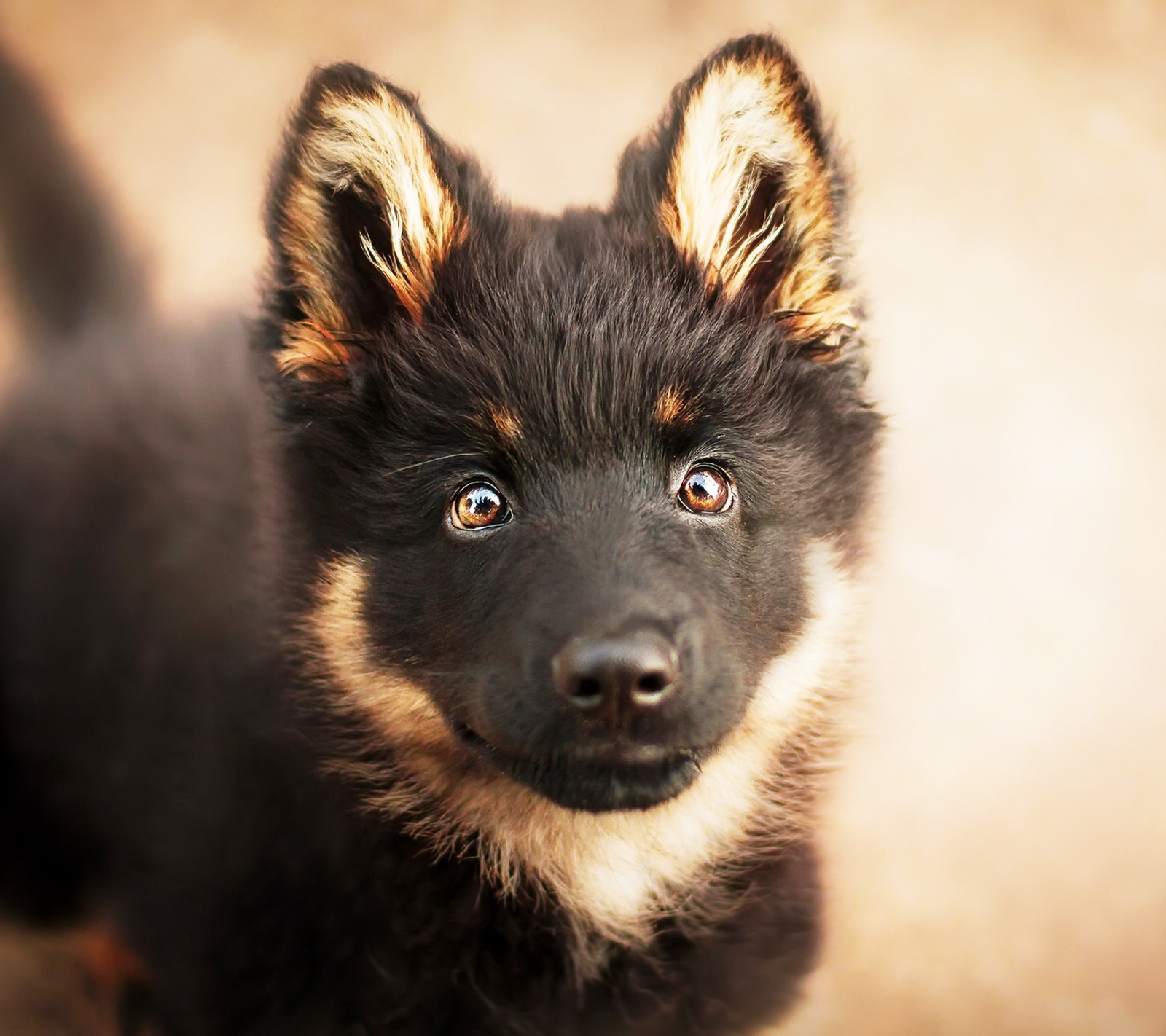 cute, dog, german, puppy, shepherd wallpaper