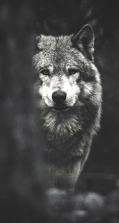 wolf, hipster, tumblr, pets, outdoors