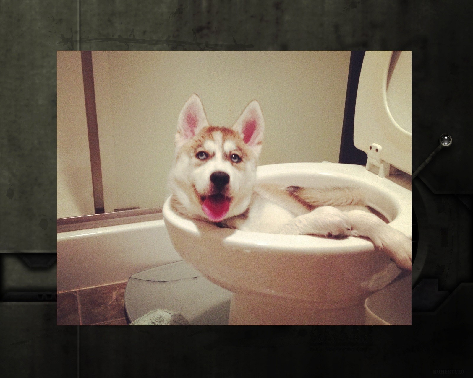 Un husky assis dans un bol de toilette avec la langue sortie (chien, thème)