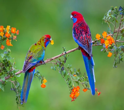 Lebendige Papageien zwischen bunten Blumen in der Natur