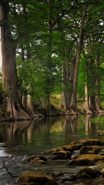 nature, ruisseau, arbre, eau, bois