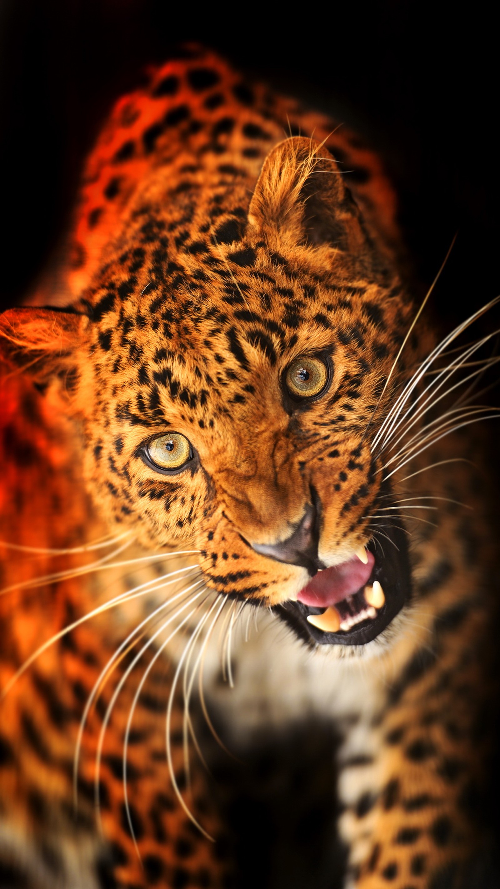 A close up of a leopard with its mouth open and its mouth wide open (animal, cat, leopard, look, wold)