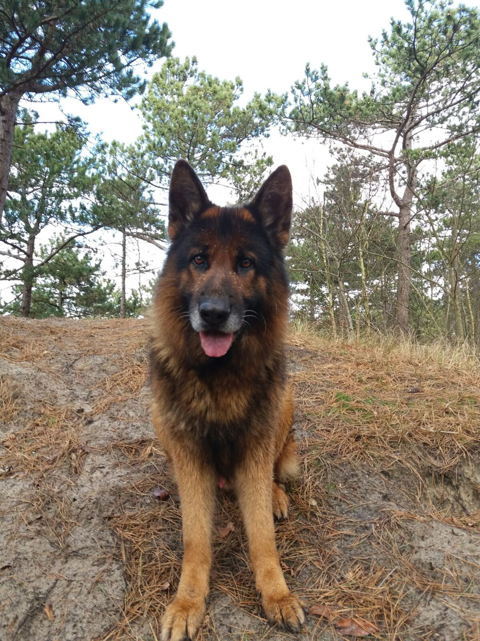 Ein hund sitzt auf dem boden im wald (tier, süßer hund, hund, hunde, herbst)