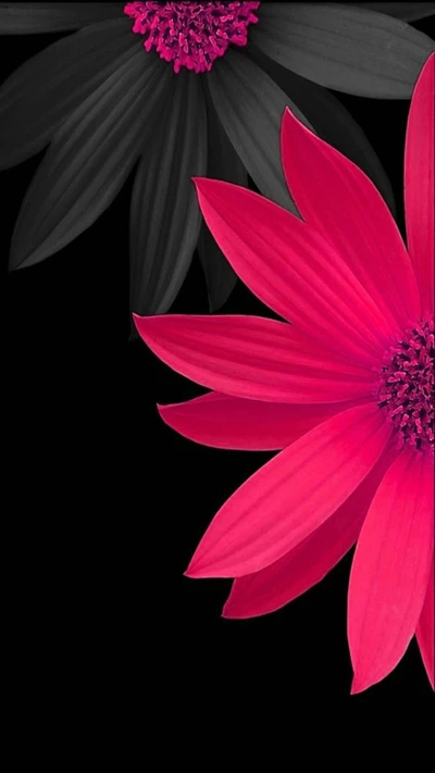 Vibrant Pink Flowers on Black Background