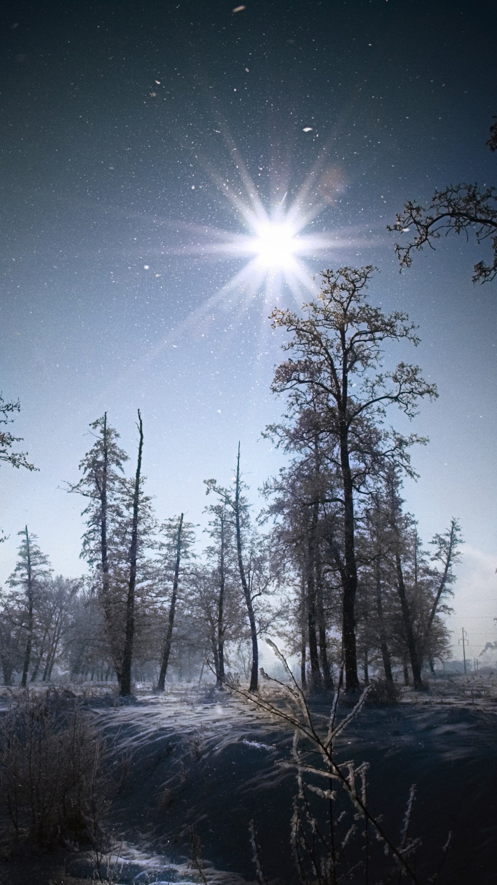 Una vista de un bosque nevado con un sol brillante (1080p, cielo despejado, hd, naturaleza, escenario)