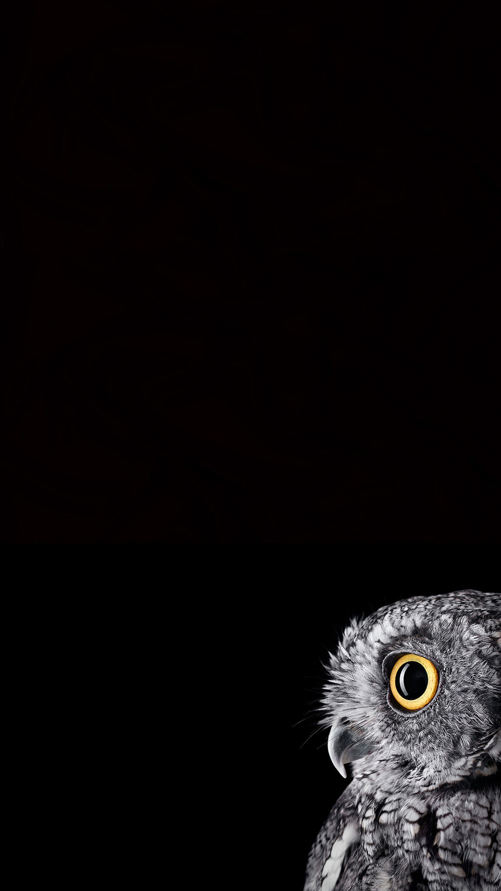 amoled, black, eagle, eyes, gray wallpaper