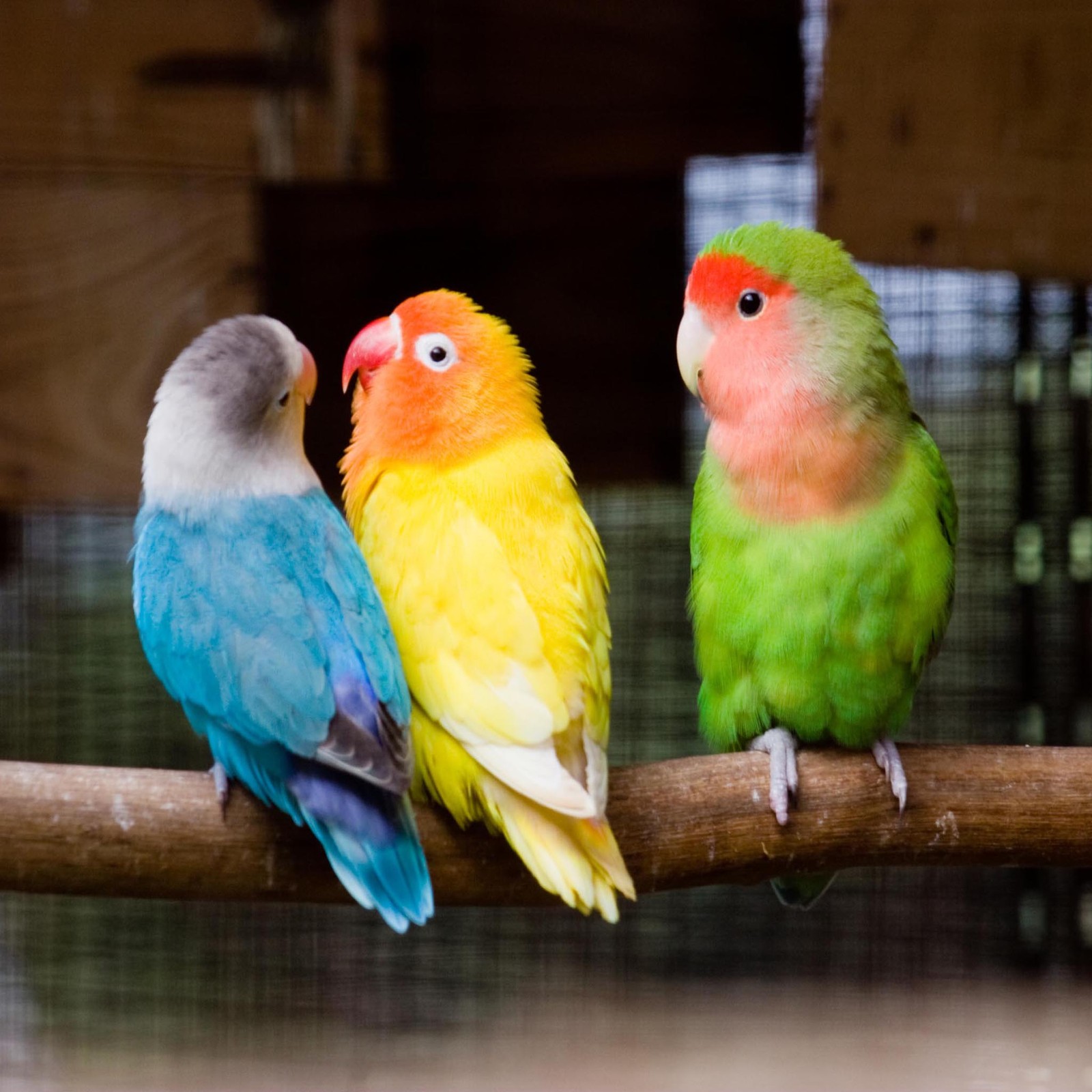 Três pássaros coloridos empoleirados em um galho dentro de uma gaiola (bonito, fofo, olhar, legal)