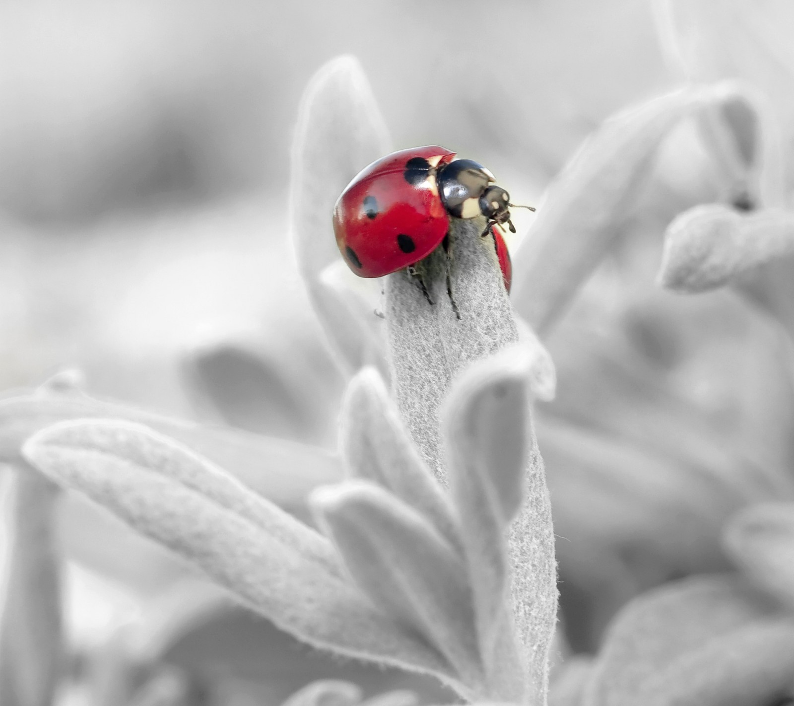 Lade schwarz, blume, marienkäfer, macro, makro Hintergrund herunter