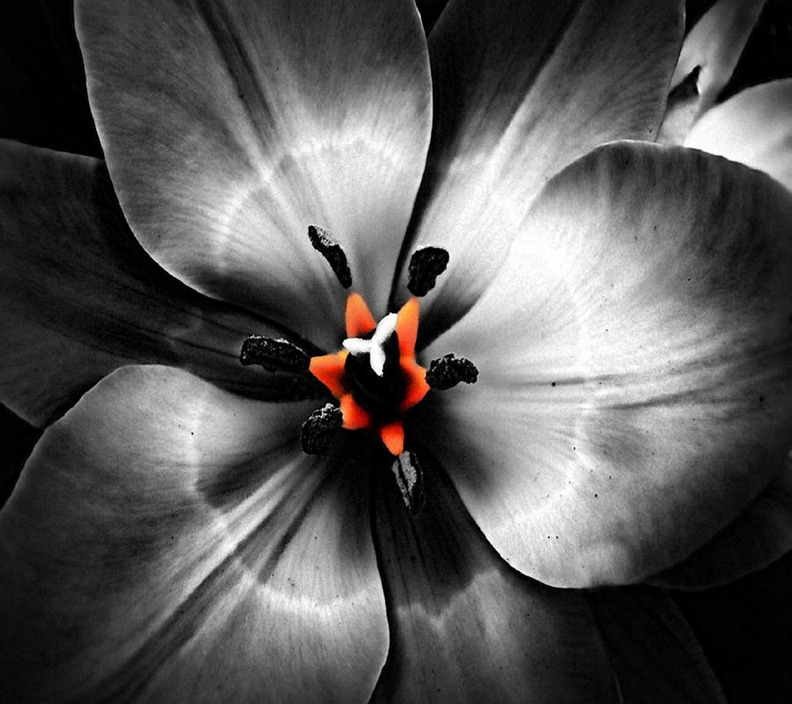 Une photo en noir et blanc d'une fleur avec des étamines orange (fleur)