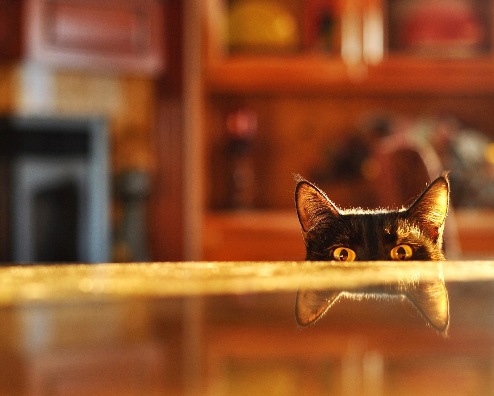 Hay un gato que está mirando sobre una mesa (lindo, gatito, soleado)