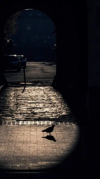 Luz del sol de la mañana a través de una puerta de la ciudad con una silueta de pájaro