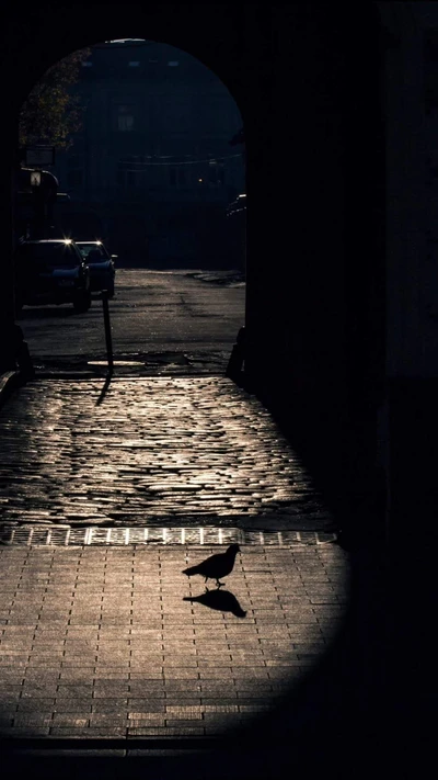 Lumière du soleil du matin à travers une porte de la ville avec une silhouette d'oiseau