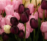 Tulipes violettes et roses vibrantes en fleurs