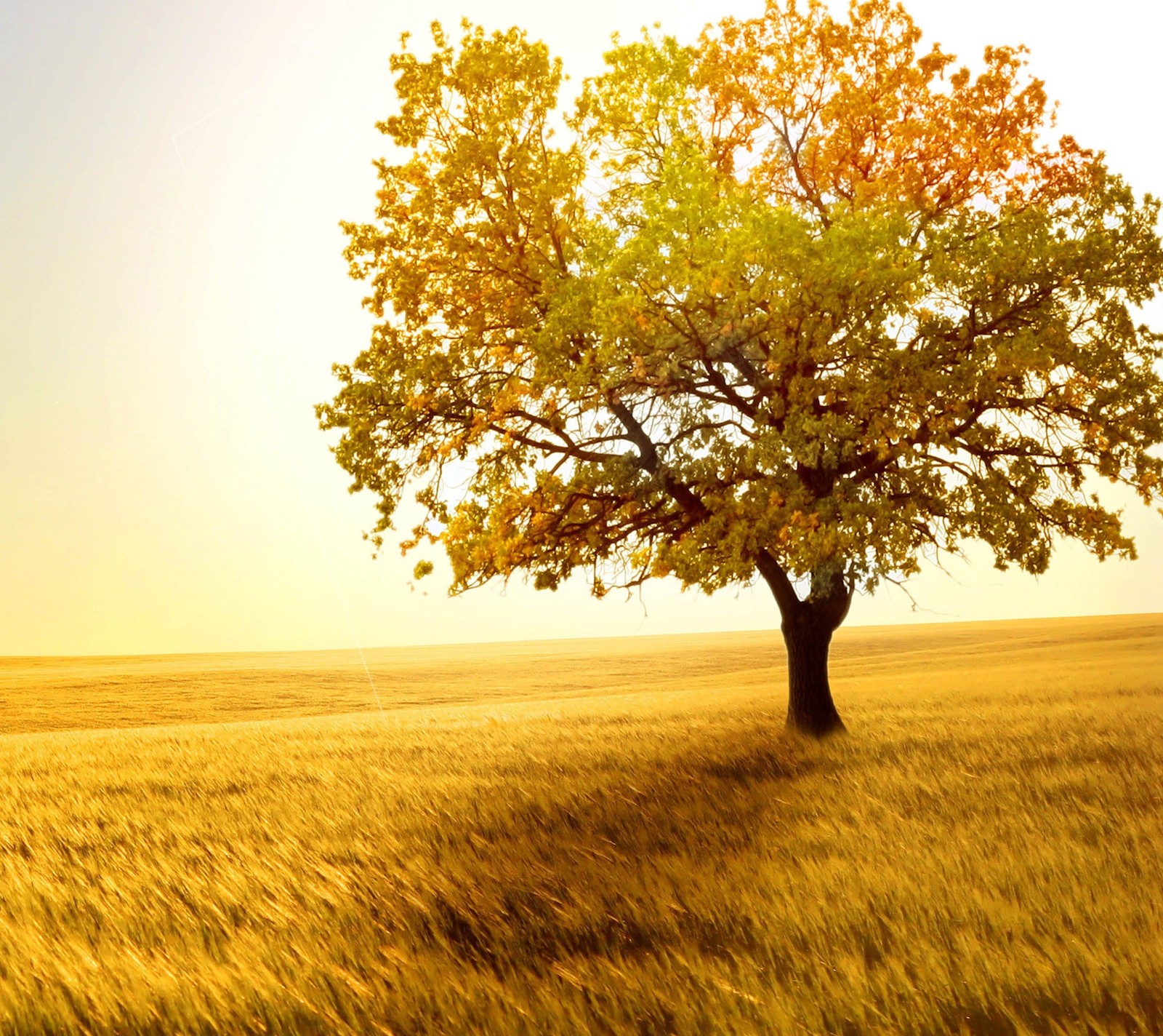 Arafed tree in a field with a sky background (summer, tree)