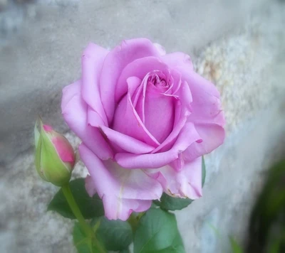 Delicada rosa lavanda em flor