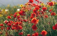 Pradera vibrante de flores silvestres de coquelicot en flor