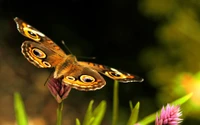 insecte, papillons de nuit et papillons, papillon, invertébré, pollinisateur