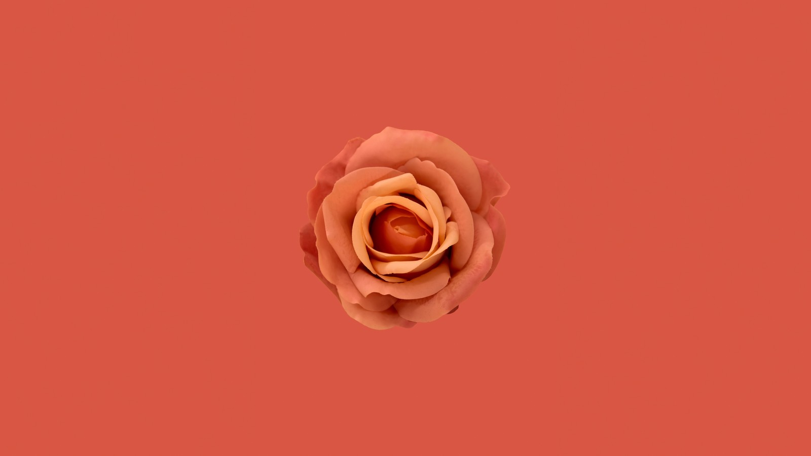 Um close-up de uma rosa em um fundo vermelho (flor laranja, orange rose, fundo laranja, estética laranja, 5k)