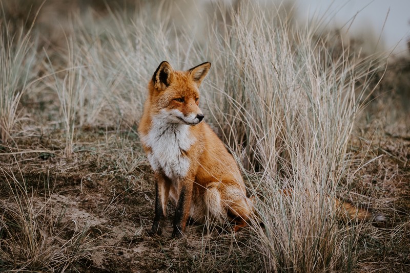 Крупный план красной лисицы, сидящей на поле с высокой травой (рысь, лиса, canidae, дикая природа, дохл)