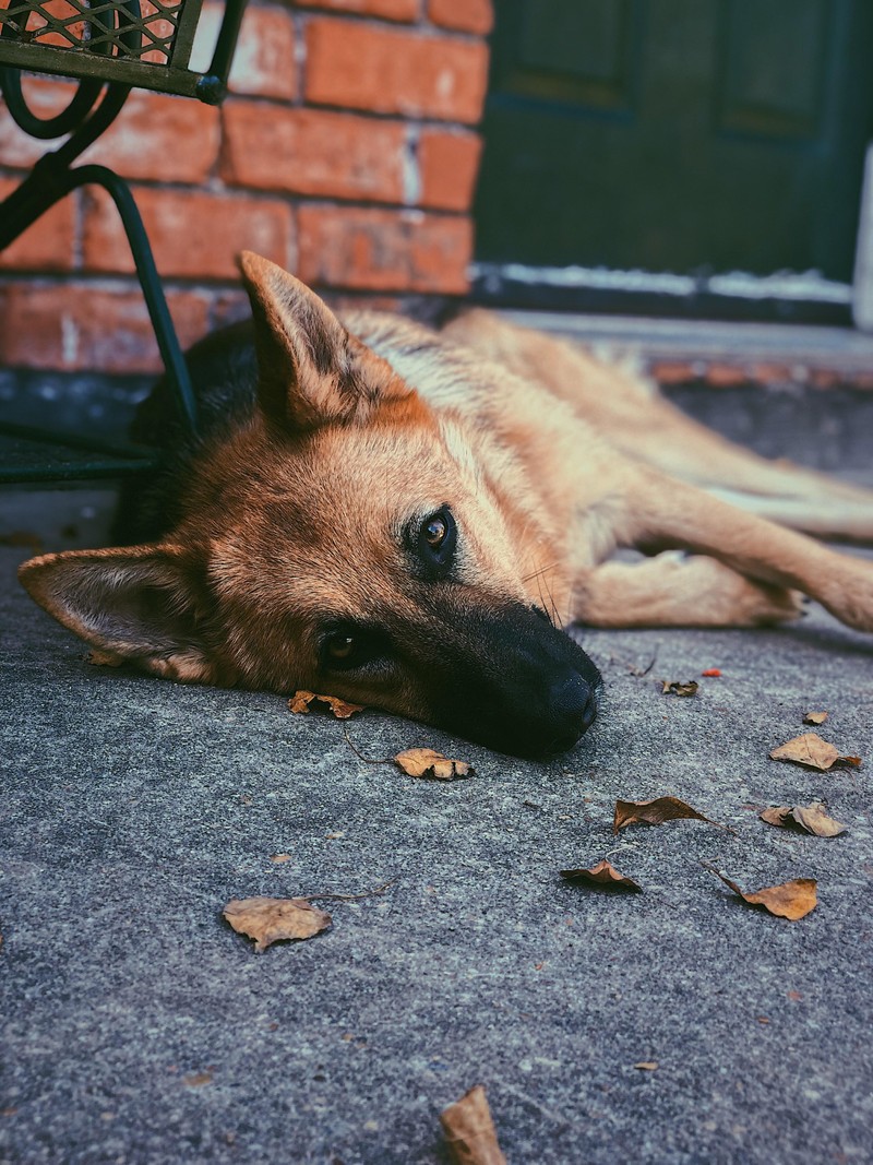 Собака лежит на земле рядом с скамейкой (собака, порода собак, рыло, canidae, усы)