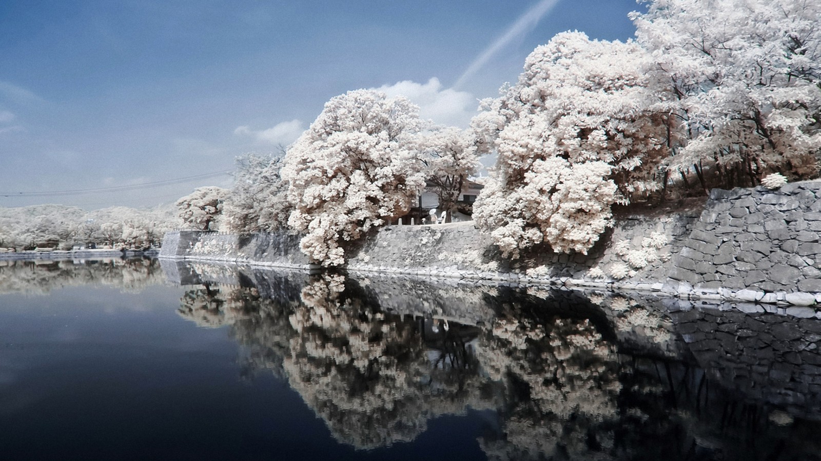 Des arbres se reflètent dans l'eau d'un lac avec un mur en pierre (japon, floraison, réflexion, givre, fleur)