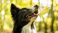 Border Collie mit einem Blatt im Mund in einem sonnigen Wald