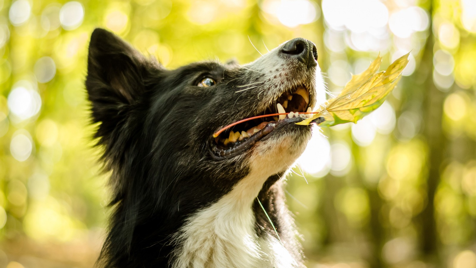 border collie, collie, dog breed, snout, dog like mammal wallpaper