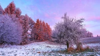 Floresta de inverno coberta de neve ao amanhecer