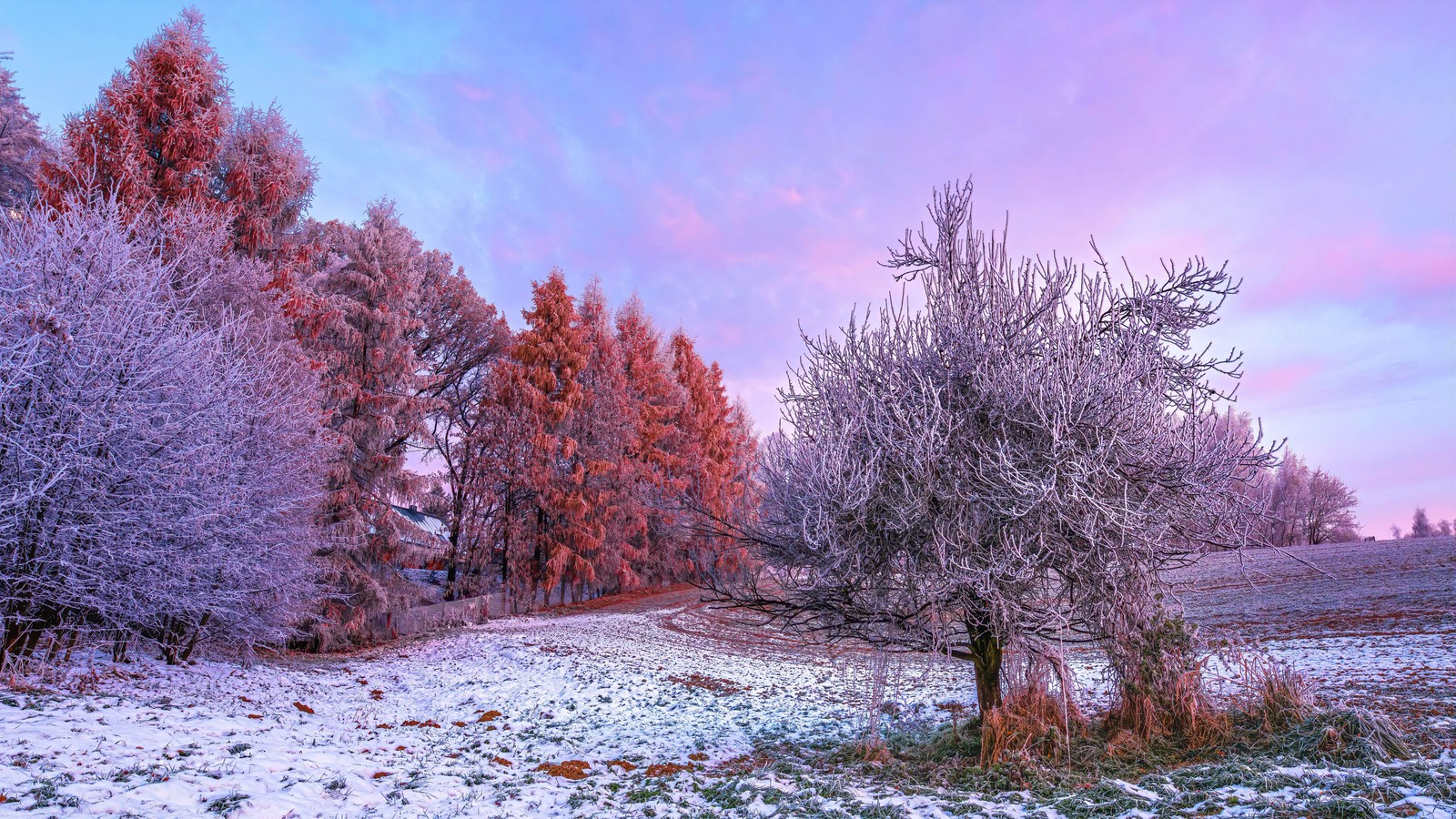 Vista aérea de un campo con árboles y un cielo rosa (bosque de invierno, mañana, 5k, 8k, árboles)