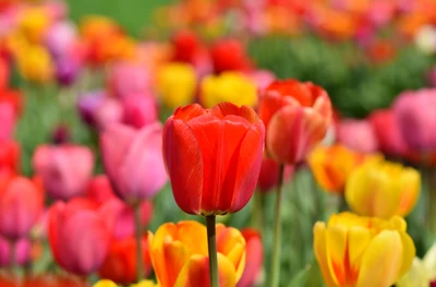 Campo de tulipanes multicolores vibrantes en plena floración