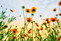 Flores silvestres vibrantes em flor ao pôr do sol