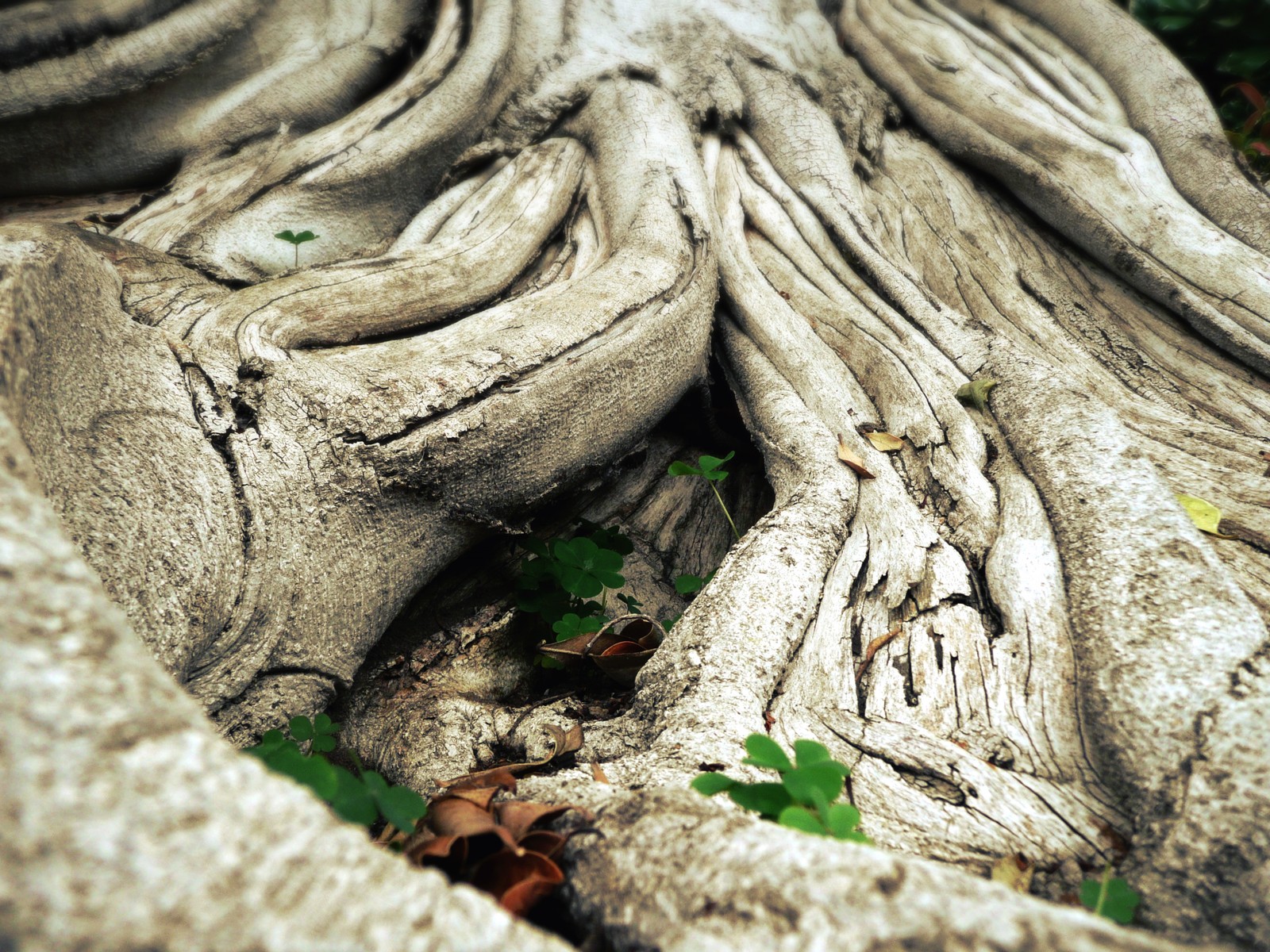 A close up of a tree trunk with a plant growing out of it (root, trunk, tree, wood, plant)