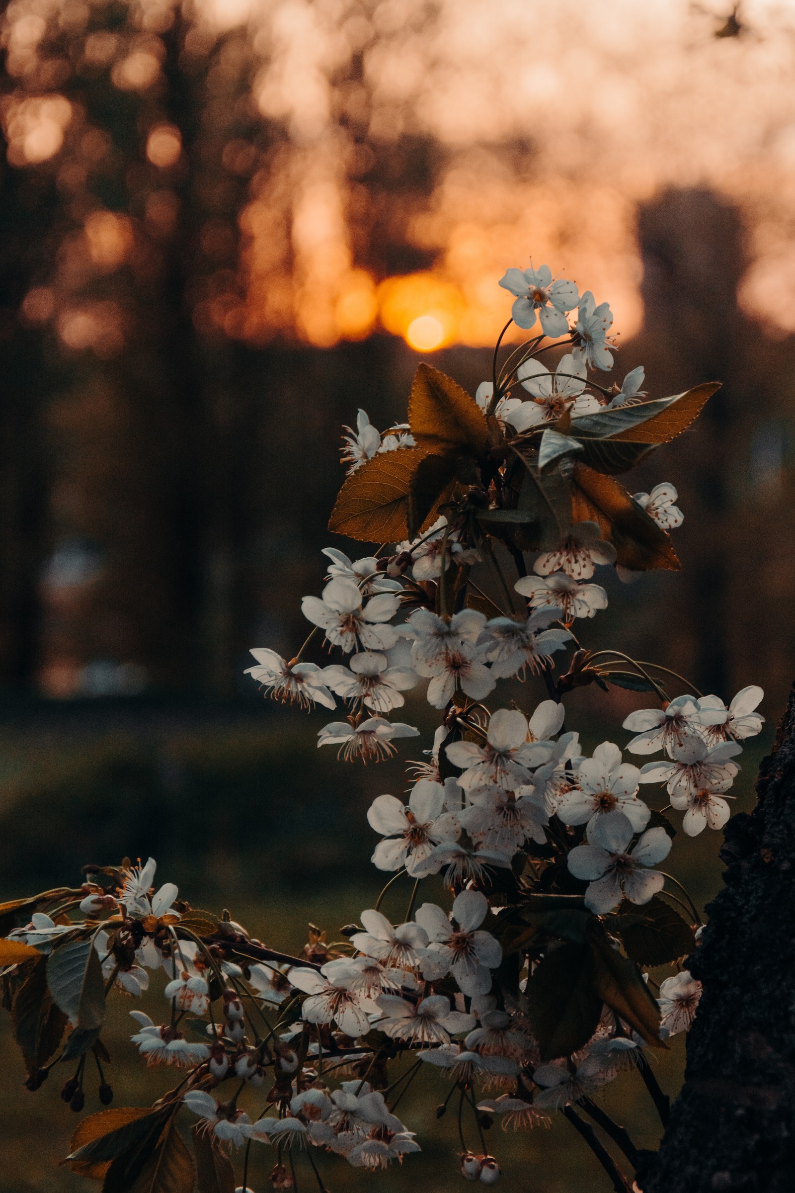 There is a tree with white flowers in the foreground (brown, flower, plant, branch, twig)