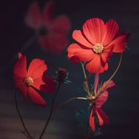 Flores laranja vibrantes em flor no verão