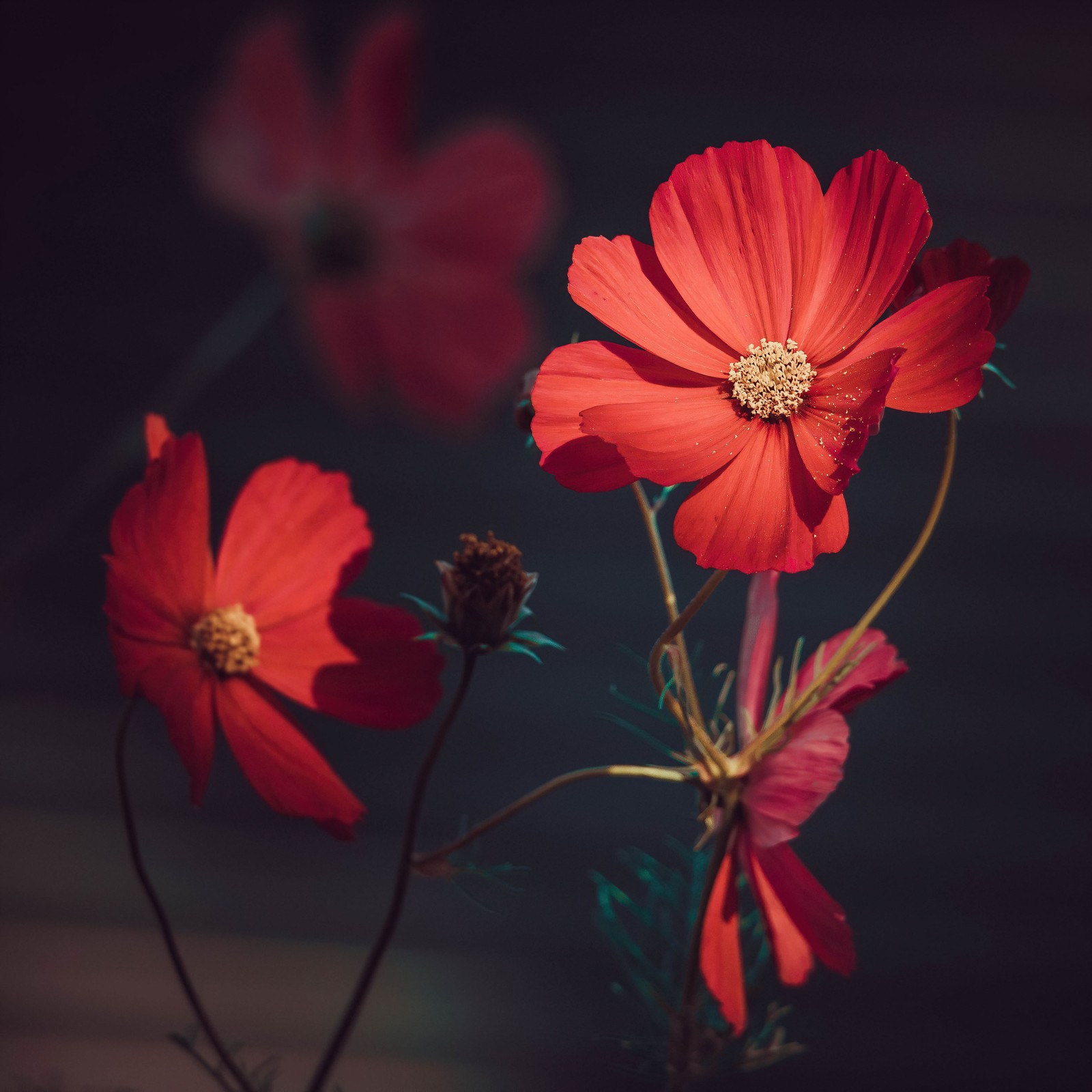 Il y a deux fleurs rouges dans un vase (fleurs orange, été, floraison, esthétique, fleurs)