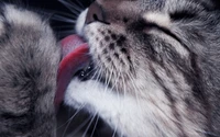 Close-up of a tabby kitten's snout, showcasing its soft fur and adorable features while licking another kitten.