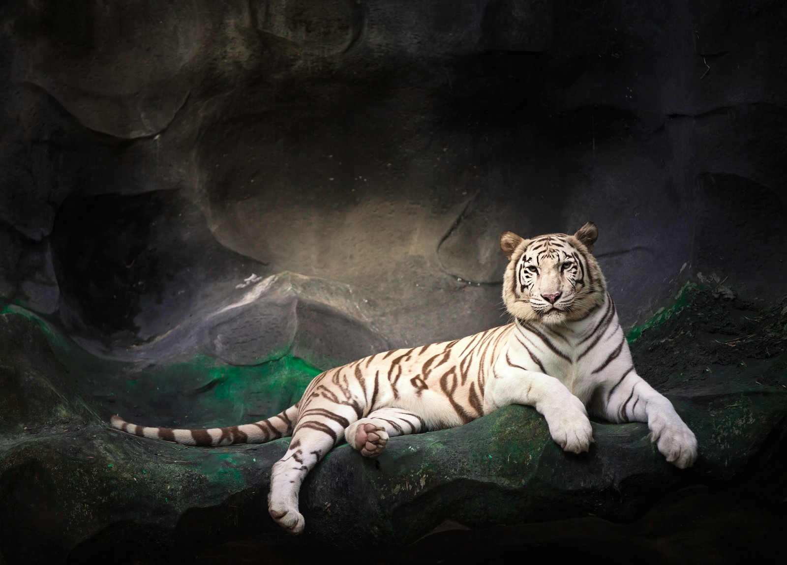 Hay un tigre blanco acostado sobre una roca en un zoológico (tigre de bengala blanco, zoológico, cueva, tigre blanco, salvaje)