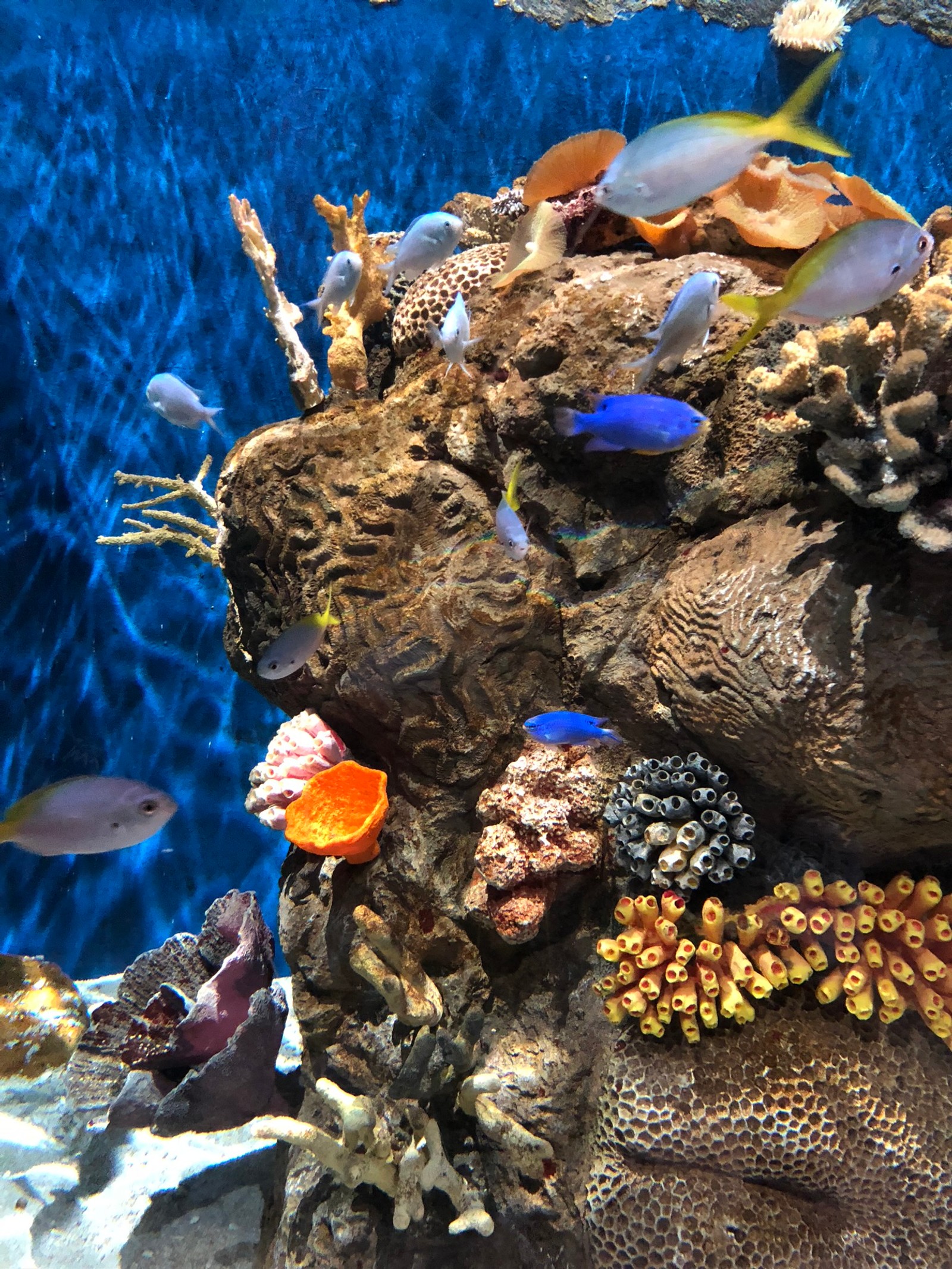 Descargar fondo de pantalla arrecife de coral, biología marina, ciencia, coral, subacuático