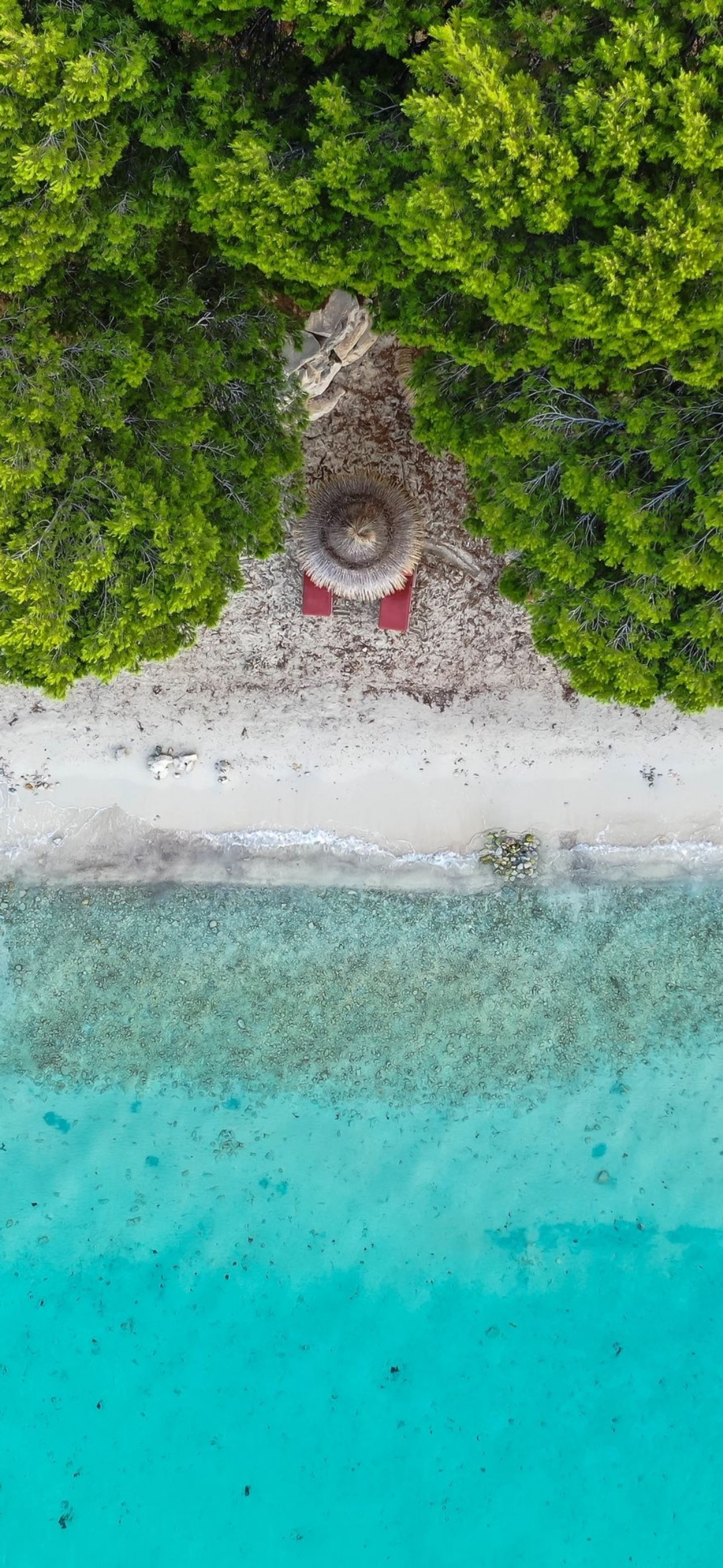 Vista aérea de um barco em uma praia com árvores e água (água, praia, recursos hídricos, verde, curso dágua)