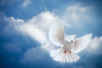 Majestic White Dove in Flight Against a Cloudy Sky