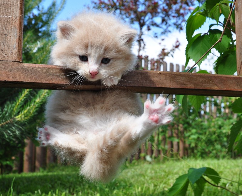 Маленький котенок, который лезет через деревянный забор (кот, милый, котёнок)