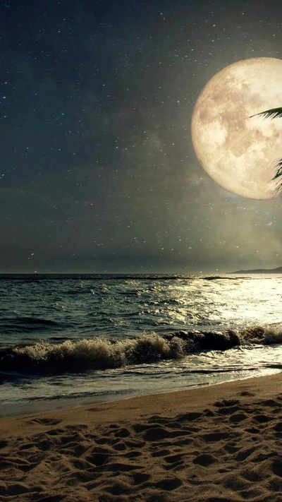 plage, paysage, lune, clair de lune, nature