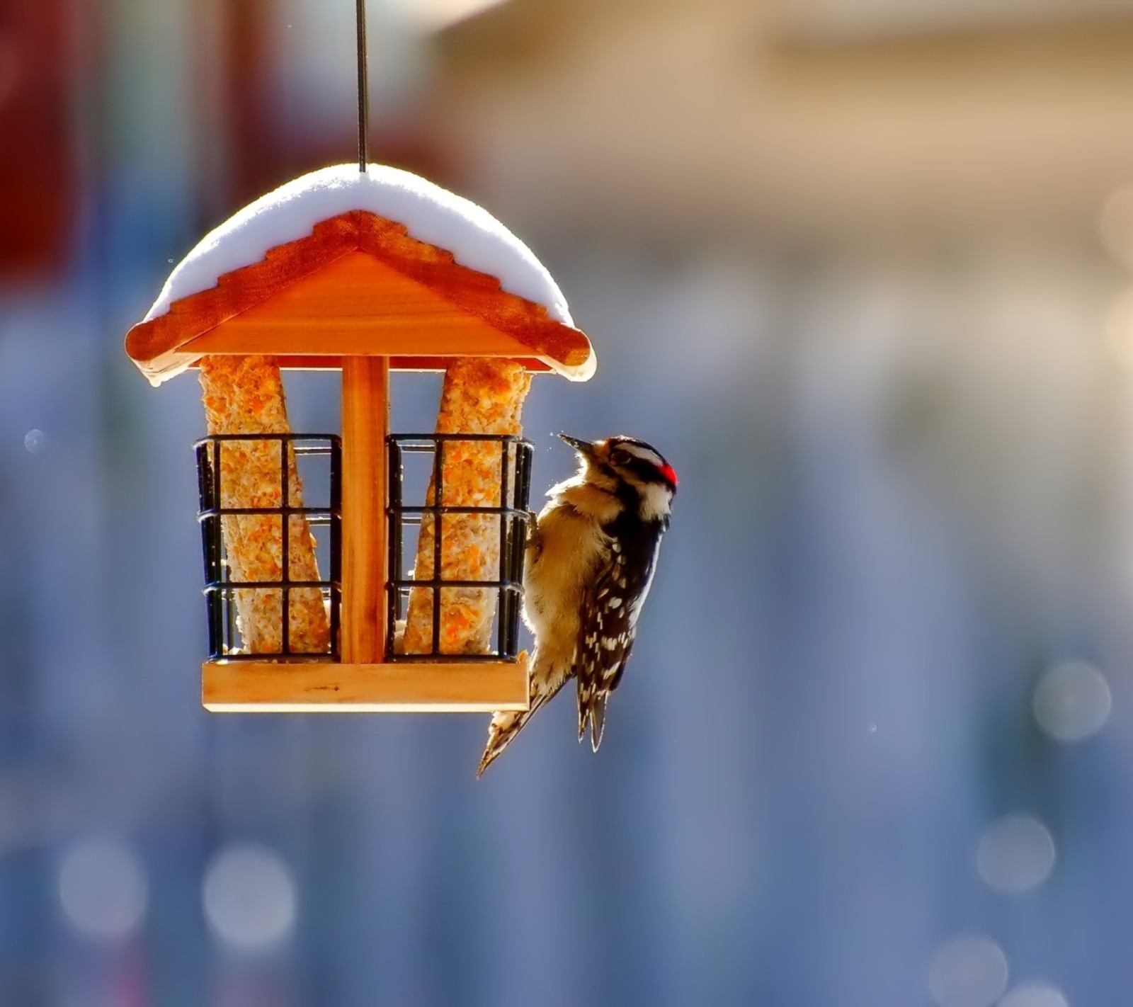 There is a bird that is eating from a bird feeder (awesome, love)